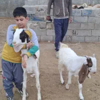 بز پاکستانی بابز غاله نر جوان