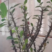 گل کم یاب
