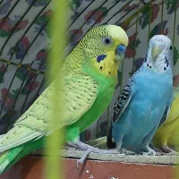 مرغ عشق جفتی ۸۰۰