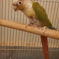ماده گرینچیک