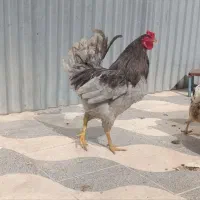 تخم نطفه دار گلین وارکانا