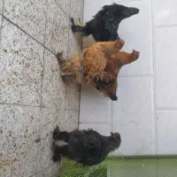 نیمچه برهما