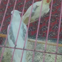 جفت عروس لوتینو آلبینو دوکت خاص هم تک هم جفت ضمانت