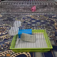 قفس نو