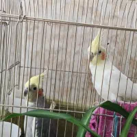 عروس هلندی
