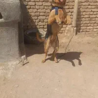 سگ ژرمن وسگ افغان