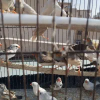 فنچ جفتی ۳۰۰