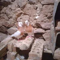 کبوترطوقی