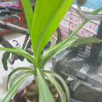 گل ذرتی (سوسنی)