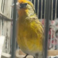 سهره قناری فقط  معاوضه