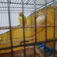 یک جفت قناری