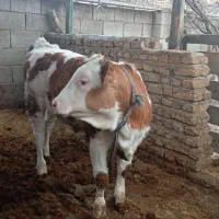 گوساله های قطع شیر