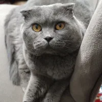 گربه اسکاتیش