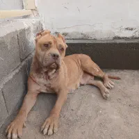 پیتبول ماده