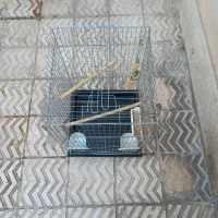 قفس پرنده مدل ۱۰۳۳
