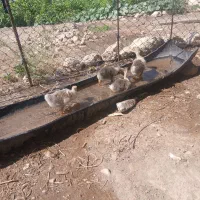 قاز