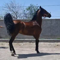 کشش اسب
