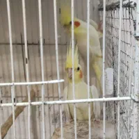 فروش طوطی عروس مواد