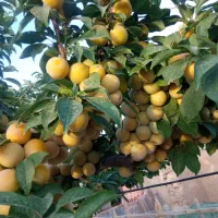 سم پاشی و هرس انواع  درخت درمحل