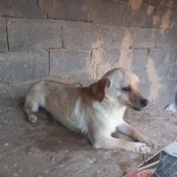 سگ.|سگ|اراک, |دیوار