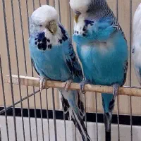 مرغ عشق انگلیسی گریدa