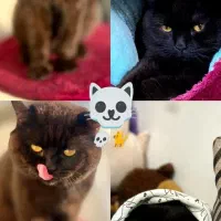 واگذاری گربه اسکاتیش بریتیش