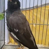 مرغ مینا