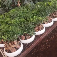 بنسای میخک و جنسینگ
