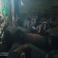 فروش بره نره ماده