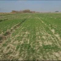 زمین-کشاورزی-مناسب-خاک-کوره