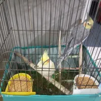 عروس هلندی نر