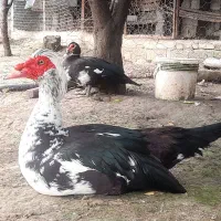 جوجه اردک اسرائیلی نژاد اصیلِ درشت