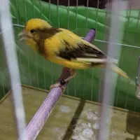 قناری ماده