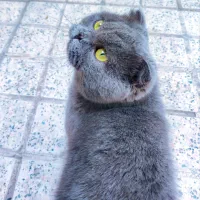 گربه نر اسکاتیش آماده جفت‌گیری