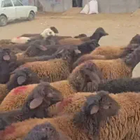 بره نر قزل افشار