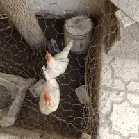 فروش دو عدد خروس