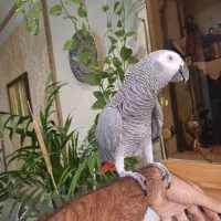 کاسکو پر‌صحبت رام دستی باهوش جمله گو زیبا