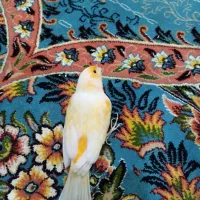 قناری|پرنده|شیراز, گویم|دیوار