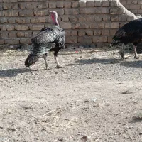 بوقلمون نر نژاد برنز