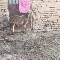 بره قوچی