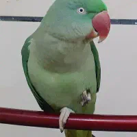 شاه طوطی گم شوده خیابان استقلال
