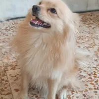 حیوانات