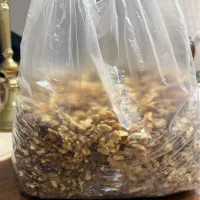 گردو استانه پرچرب و خوشمزه