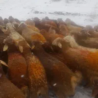 خروس دام کوهستان خوب و ترازو زنده