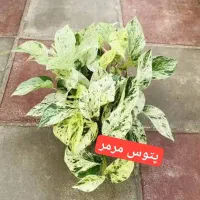 حراج سر قلمه انواع پتوس رونده