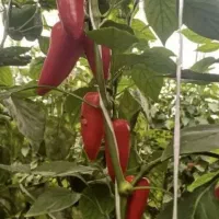 تناژ۲برابری و کیفیت بالا می‌خوای شمارتو بزار
