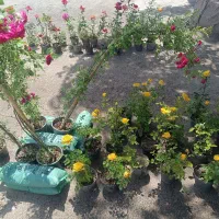 گل گیاه|گل و گیاه طبیعی|مشهد, فرخد|دیوار