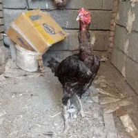 مرغ لاری اصل درحال تخم