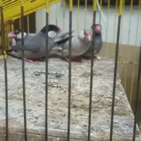 فنچ