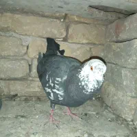 کفتر کبوتر زاغ کله ماستی